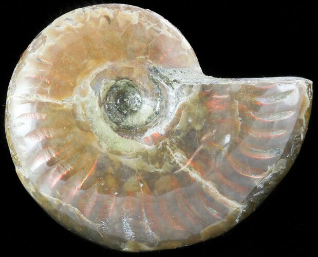Flashy Red Iridescent Ammonite - Wide #45785
